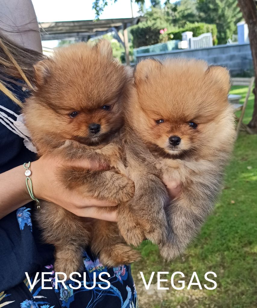 chiot Spitz allemand Au Domaine Des Rêves De Lou