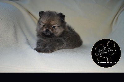 CHIOT